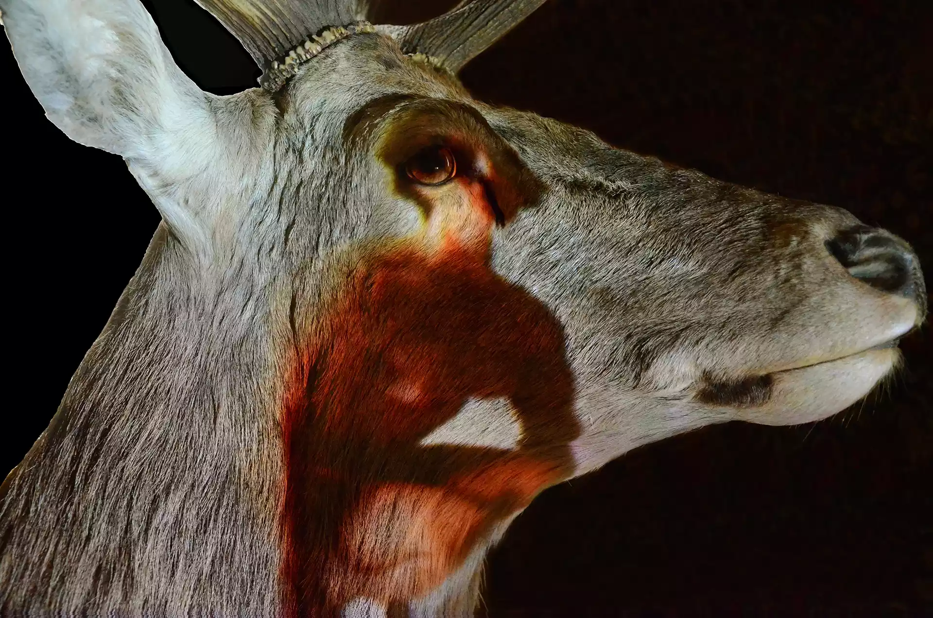 2014_oeuvres_projection_photographie_cerf_taxidermie_Belval_Fondation_Sommer_Hybridations