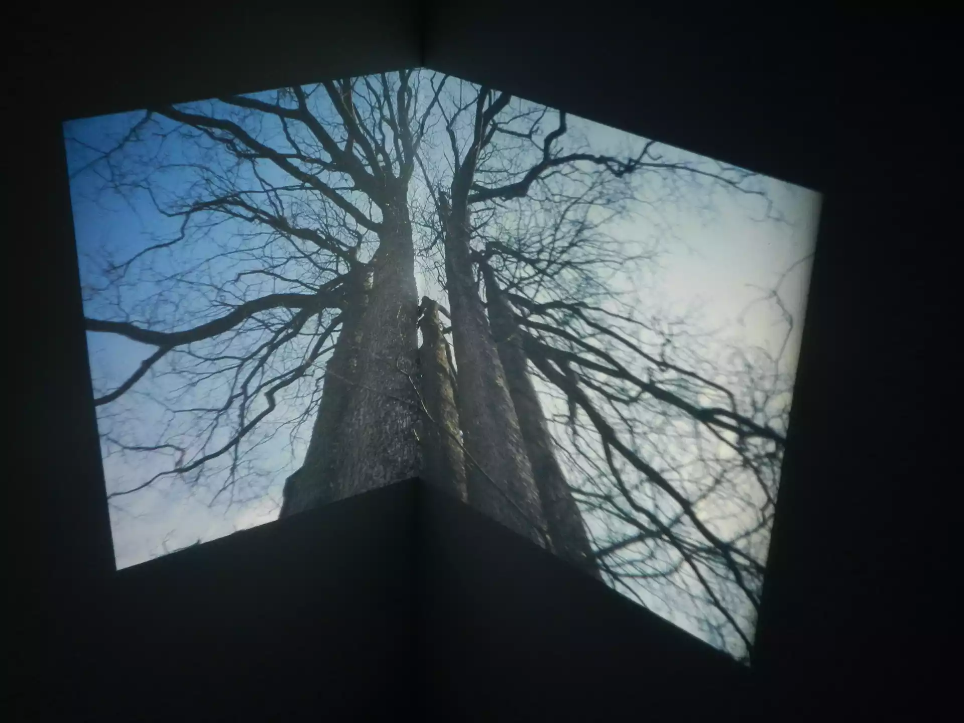 2013_oeuvres_lumiere_in_situ_projection_photographies_angles_Arbres